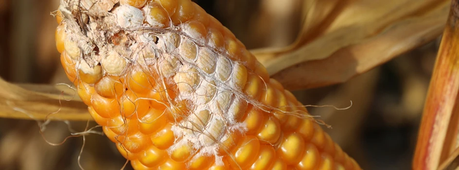 Uwaga na mikotoksyny w kukurydzy!