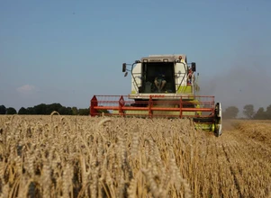 Rynek zbóż: wszystkie oczy na Ukrainę, co z cenami?