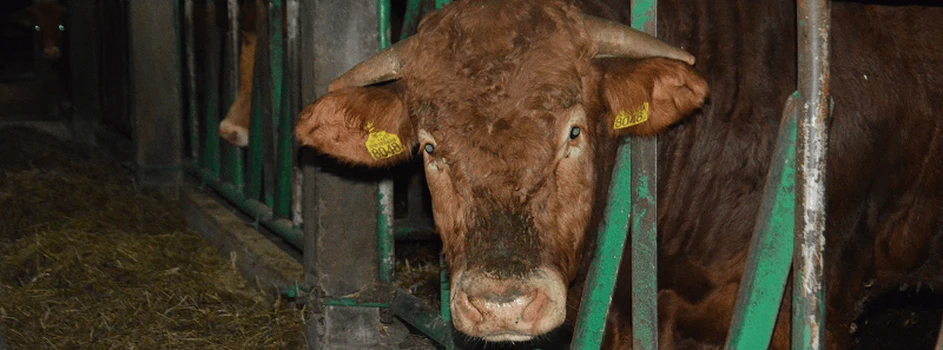 Ceny bydła: byki poszukiwane, obniżki niewskazane