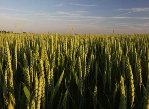 Raport USDA: eksperci są zgodni, eksport pszenicy będzie mniejszy