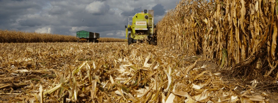 Rynek zbóż: Światowy popyt nie słabnie, pszenica już po 1300 zł!