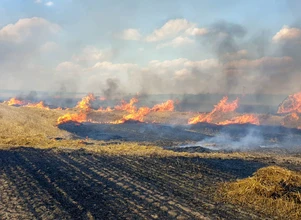 Rolnicy drżą a ogień trawi kolejne hektary - strażacy z Wielkopolski mają pełne ręce roboty