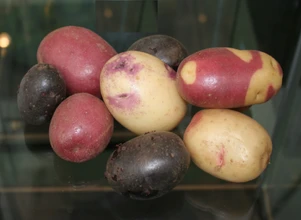 Zamrożone geny ziemniaka