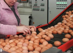Jak wygląda produkcja i sprzedaż jaj w Polsce?