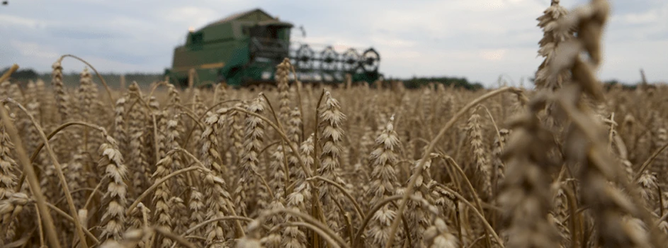 Raport USDA: nieco więcej pszenicy, mniej kukurydzy