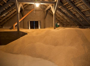 Rynek zbóż: brak podaży hamuje wzrosty cen