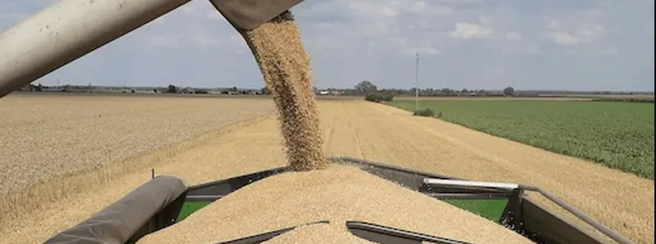 Będą duże spadki produkcji zbóż. Jesteśmy skazani na import?