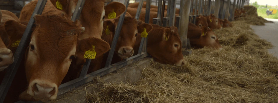 Ceny bydła – mało towaru, kolejne podwyżki