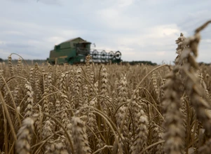 Raport USDA: nieco więcej pszenicy, mniej kukurydzy