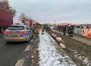 Świnie w rowie w Somiance: wypadek trzech pojazdów na Mazowszu