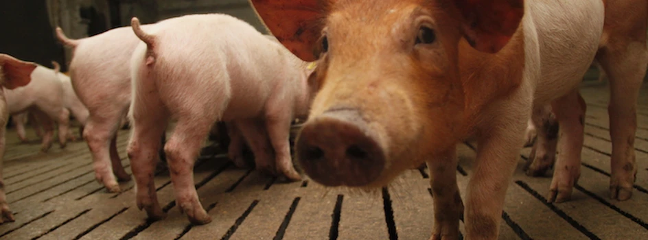Rynek trzody: świnie będą drożeć?