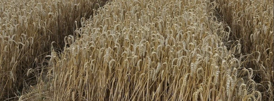 Plonowanie pszenicy ozimej w rejonach uprawy