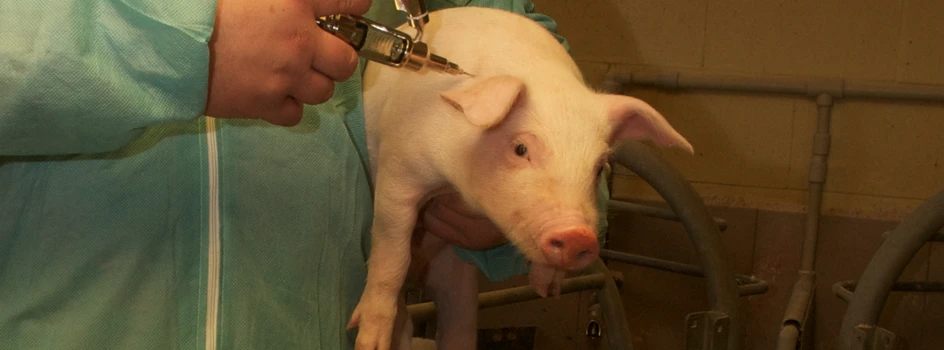 Redukcja antybiotyków w hodowli świń to trudne zagadnienie