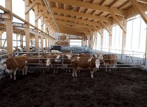 Torf na legowisko dla krów mlecznych – dobry czy zły pomysł?
